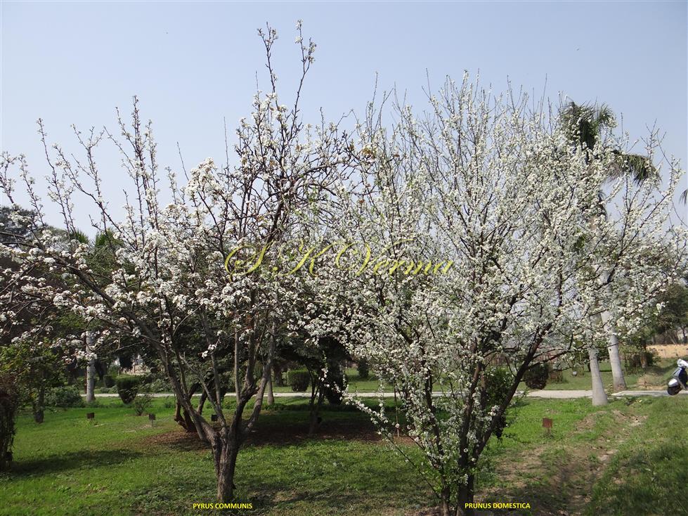  Plants of Pyrus and Prunus
